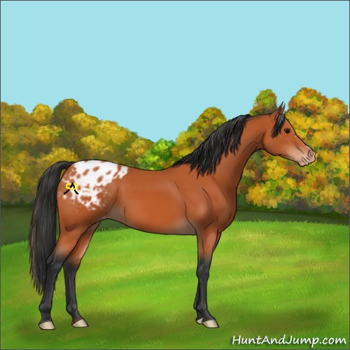 Horse Color:Bay Appaloosa 