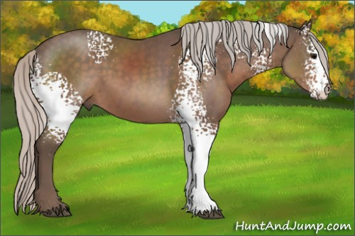 Horse Color:White Spotted Silver Black 