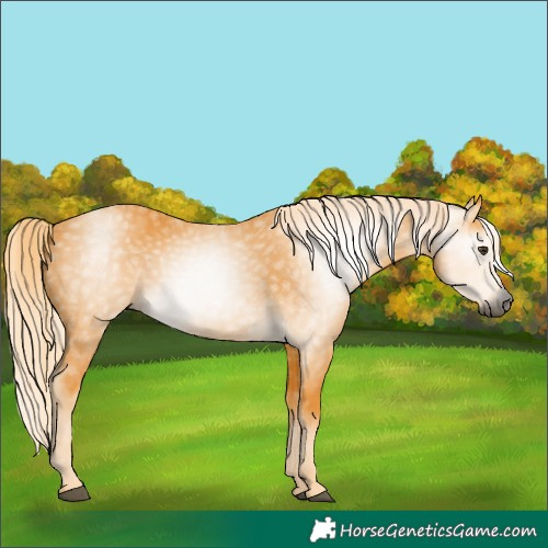 Horse Color:Gray Palomino