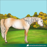 Horse Color:Gray Palomino