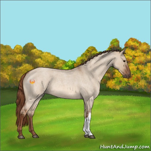 Horse Color:Red Dun Roan