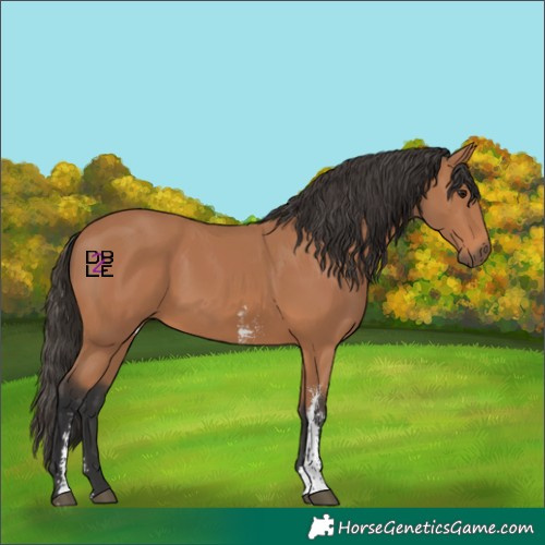 Horse Color:Bay Sabino Rabicano
