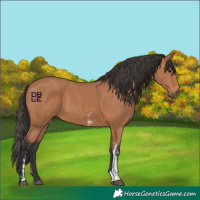 Horse Color:Bay Sabino Rabicano 