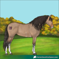 Horse Color:Bay Dun Sabino Rabicano