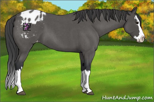 Horse Color:Blue Roan Sabino Splash Appaloosa 