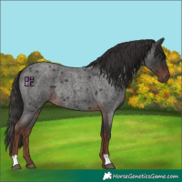 Horse Color:Liver Red Roan Rabicano 