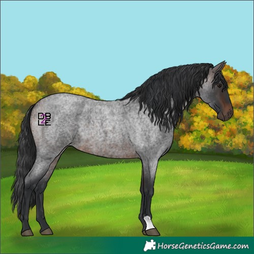 Horse Color:Bay Roan 