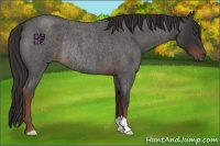 Horse Color:Liver Red Roan Rabicano