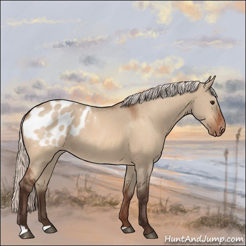 Horse Color:Silver Brown Dun Appaloosa 