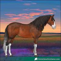 Horse Color:Bay Splash Rabicano