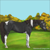 Horse Color:Gray Liver Chestnut Tobiano 