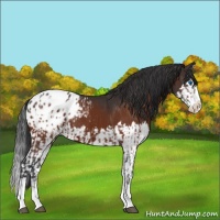 Horse Color:Bay Sabino Splash Appaloosa  and Bay Sabino Splash Appaloosa 