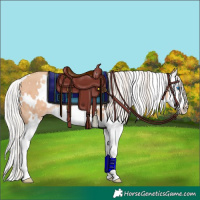 Horse Color:White Spotted Silver Amber Champagne Splash 