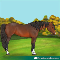 Horse Color:Bay 