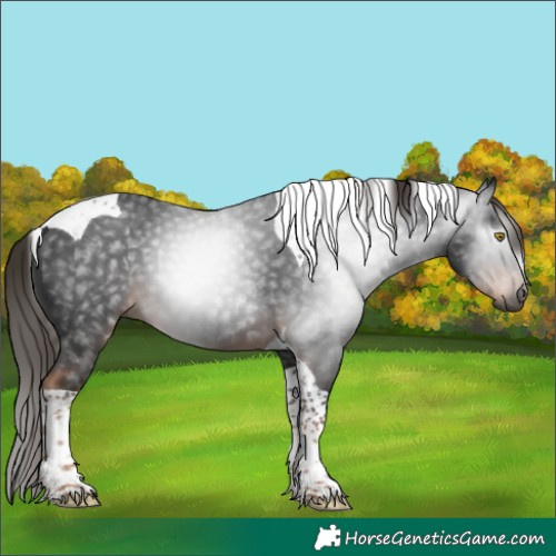 Horse Color:Gray Liver Chestnut Tobiano