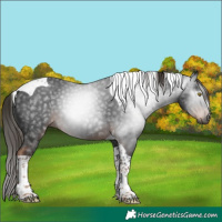 Horse Color:Gray Liver Chestnut Tobiano 