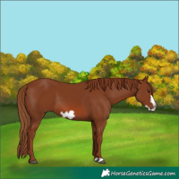 Horse Color:Chestnut Frame 