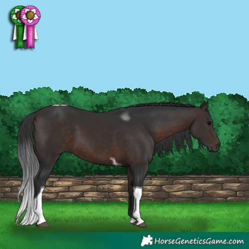 Horse Color:Brown Tobiano 