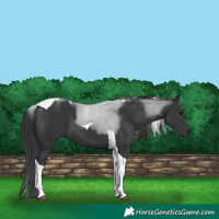 Horse Color:Black Tobiano 