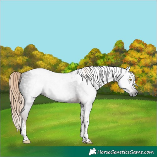 Horse Color:Gray Liver Chestnut Tobiano 