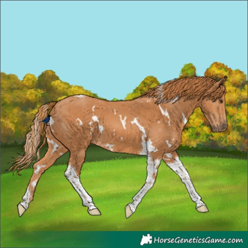 Horse Color:White Spotted Chestnut Tobiano