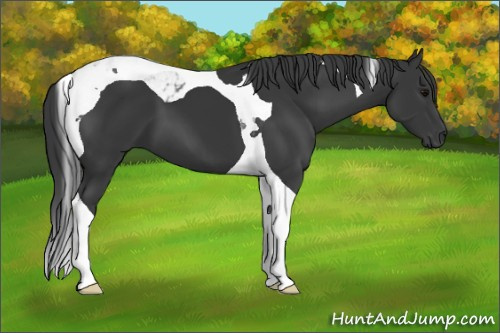 Horse Color:Unknown 