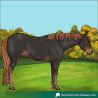 Horse Color:Liver Chestnut 