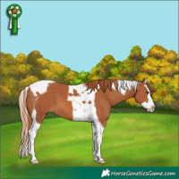Horse Color:Chestnut Splash Tobiano