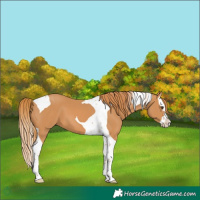 Horse Color:Chestnut Splash Tobiano