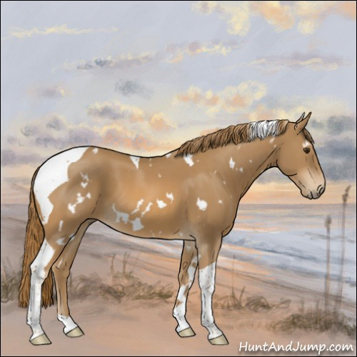 Horse Color:White Spotted Chestnut Tobiano 