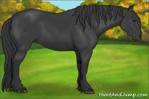 Horse Color:Black 