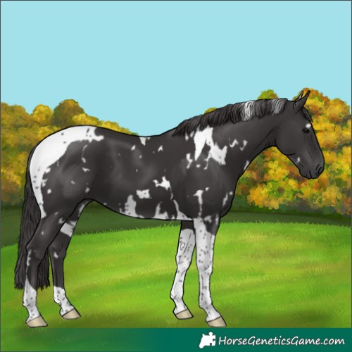 Horse Color:White Spotted Smoky Black Tobiano
