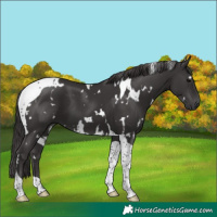 Horse Color:White Spotted Smoky Black Tobiano 