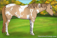 Horse Color:White Spotted Chestnut Tobiano 