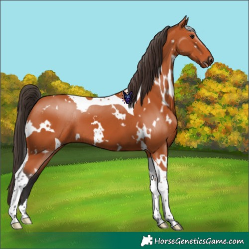 Horse Color:White Spotted Bay Tobiano 