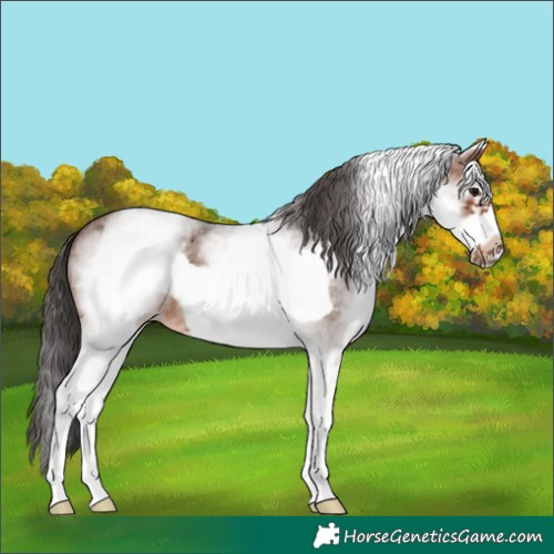 Horse Color:White Spotted Brown Roan Frame 
