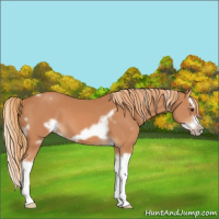 Horse Color:White Spotted Chestnut Splash Frame 
