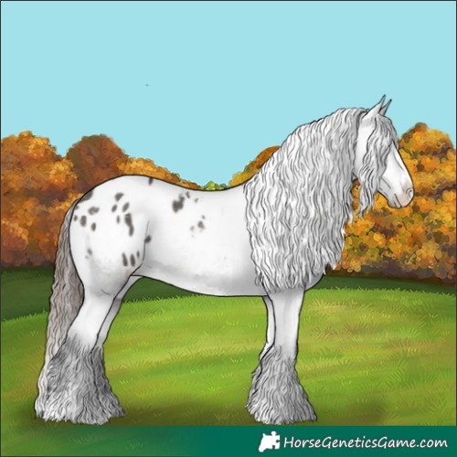 Horse Color:Grullo Appaloosa 