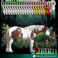 Horse Color:White Spotted Liver Chestnut Splash Tobiano Frame 