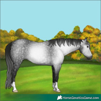 Horse Color:Gray Black