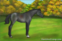 Horse Color:Black Sabino 