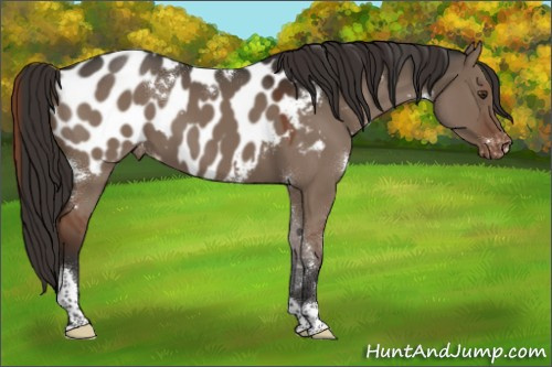 Horse Color:White Spotted Liver Red Dun Tobiano Near Leopard 