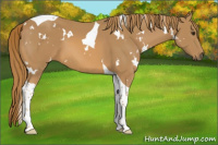 Horse Color:White Spotted Chestnut Tobiano 