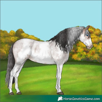 Horse Color:White Spotted Brown Roan Frame 
