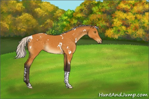 Horse Color:White Spotted Silver Buckskin Tobiano