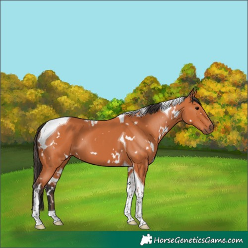 Horse Color:White Spotted Bay Tobiano