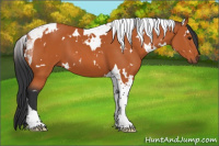 Horse Color:White Spotted Bay Tobiano