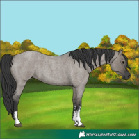Horse Color:Grullo Roan Sabino Rabicano 