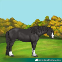 Horse Color:Smoky Black 