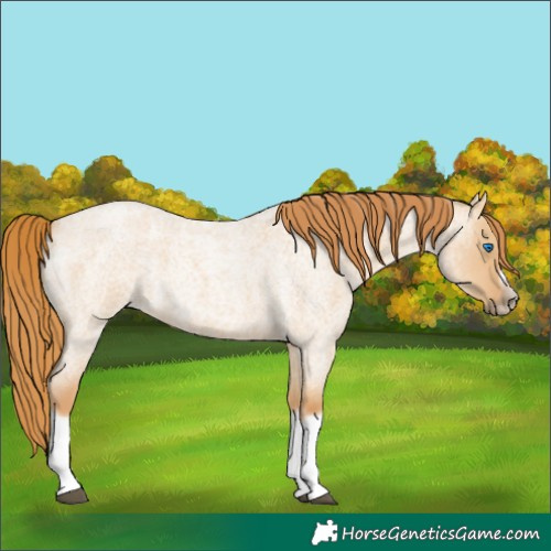 Horse Color:Red Dun Roan Splash Frame Rabicano 